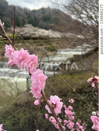 A beautiful pink cherry blossom landscape along a river in Hakone, Kanagawa Prefecture, Japan. 138666275