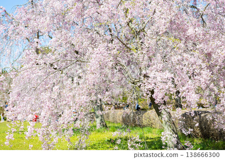 Cherry Blossoms at Rishan Park Cherry Blossoms at Rishan Park 138666300