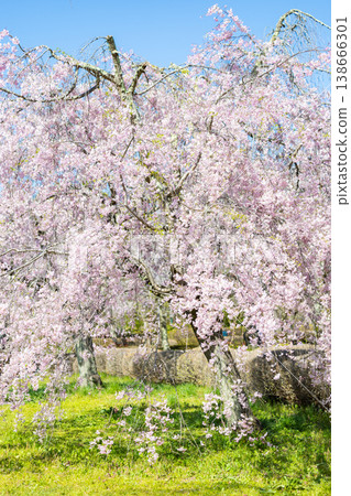 Cherry Blossoms at Rishan Park Cherry Blossoms at Rishan Park 138666301