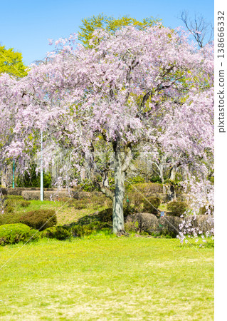 Cherry Blossoms at Rishan Park Cherry Blossoms at Rishan Park 138666332
