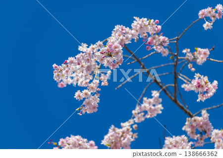 Cherry Blossoms at Rishan Park Cherry Blossoms at Rishan Park 138666362