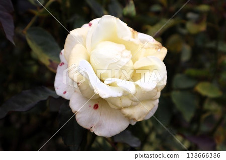 深秋,黎明之前-白芽的寂靜 深秋,黎明之前-白芽的寂靜 138666386
