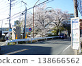 Cherry blossoms along the Nogawa River in Kokubunji City, Tokyo (from Ichirizuka Bridge to Fudo Bridge) 2026 138666562