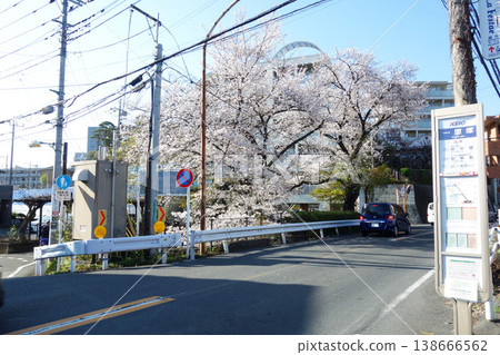 Cherry blossoms along the Nogawa River in Kokubunji City, Tokyo (from Ichirizuka Bridge to Fudo Bridge) 2026 138666562