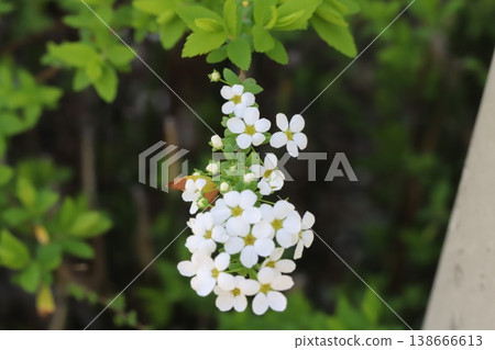 Small white spiracle flowers blooming in a spring garden Small white spiracle flowers blooming in a spring garden 138666613