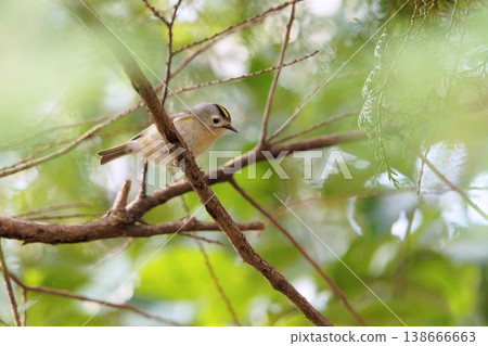 Goldcrest perching on a tree Goldcrest perching on a tree 138666663