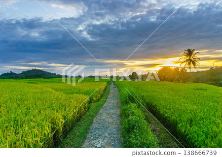 Beautiful morning view in Indonesia, panoramic landscape of rice fields with mountain ranges and clear sky Beautiful morning view in Indonesia, panoramic landscape of rice fields with mountain ranges and clear sky 138666739
