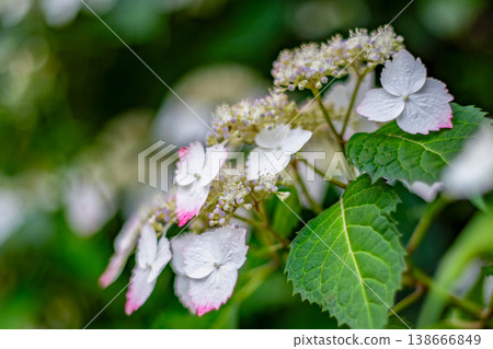 白色蕾絲繡球花，花邊淡粉紅色（初夏/雨季） 138666849