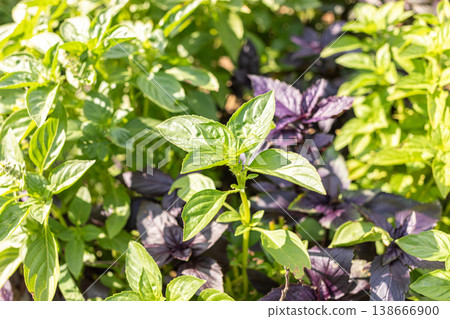 Fresh green and purple basil plants growing in a garden bed Selective focus Fresh green and purple basil plants growing in a garden bed Selective focus 138666900
