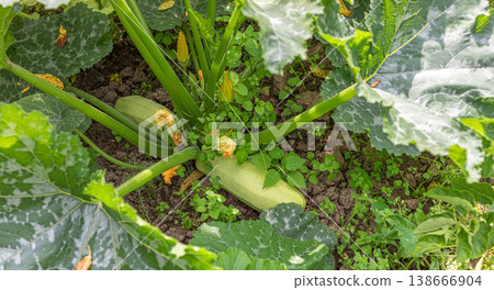 Top view fresh zucchini growing among green leaves in a vegetable garden Top view fresh zucchini growing among green leaves in a vegetable garden 138666904