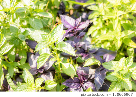 Blurred image with fresh basil plants with green and purple leaves Blurred image with fresh basil plants with green and purple leaves 138666907