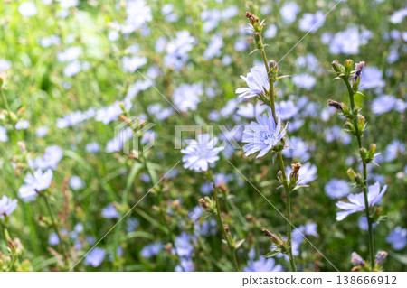 Wild blue chicory flowers blooming in a vibrant green field under natural sunlight Wild blue chicory flowers blooming in a vibrant green field under natural sunlight 138666912