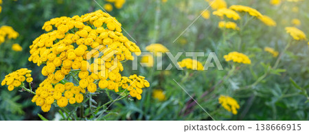 Bright yellow tansy flowers blooming in a lush green garden setting Bright yellow tansy flowers blooming in a lush green garden setting 138666915