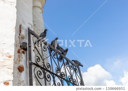 Pigeons perched on ornate metal gate against blue sky backdrop Pigeons perched on ornate metal gate against blue sky backdrop 138666931