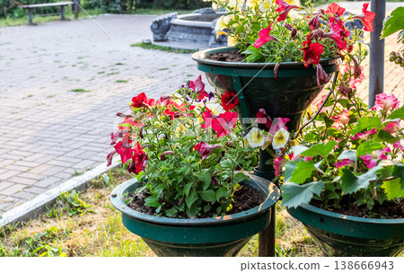 Colorful flower pots with blooming petunias in urban park setting Colorful flower pots with blooming petunias in urban park setting 138666943