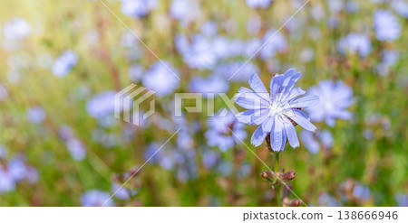 Close up chicory flower blooming in a field with soft focus background and copy space 138666946