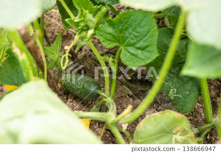 Top view to fresh cucumber growing among green leaves in a vegetable garden Top view to fresh cucumber growing among green leaves in a vegetable garden 138666947