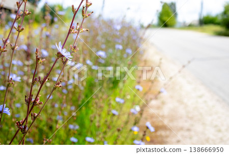 Thickets of wild chicory blooming along rural roadside in natural sunlight Thickets of wild chicory blooming along rural roadside in natural sunlight 138666950
