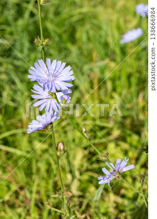 Twig of wild chicory blooming in green grass field during sunny day 138666984