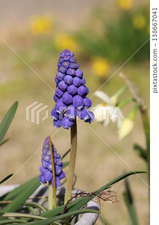 開花在春天庭院裡的紫色穆斯卡里花 138667041