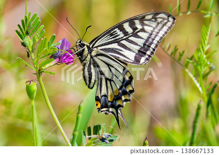 A swallowtail butterfly sucking nectar in the grassland A swallowtail butterfly sucking nectar in the grassland 138667133