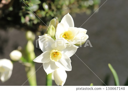 早春花園裡盛開的白色水仙花 138667148