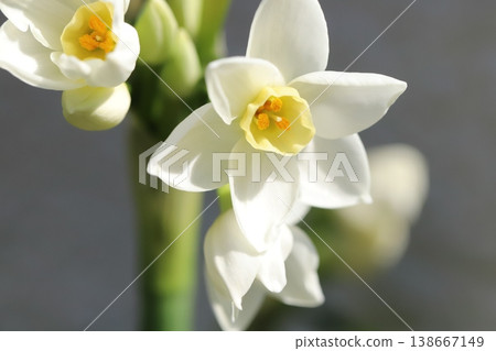 早春花園裡盛開的白色水仙花 早春花園裡盛開的白色水仙花 138667149