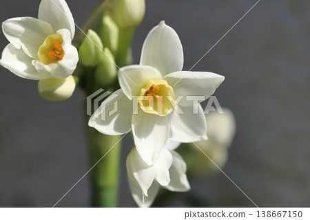 早春花園裡盛開的白色水仙花 早春花園裡盛開的白色水仙花 138667150