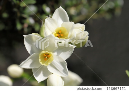 早春花園裡盛開的白色水仙花 早春花園裡盛開的白色水仙花 138667151