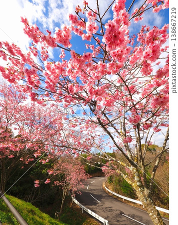 Road lined with Yoko cherry blossoms, Mannō Town, Kagawa Prefecture, Yumezakura Road 7 Road lined with Yoko cherry blossoms, Mannō Town, Kagawa Prefecture, Yumezakura Road 7 138667219