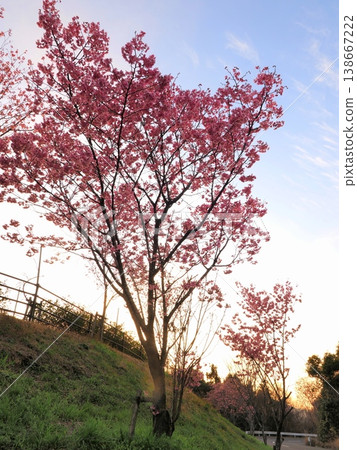 Road lined with Yoko cherry blossoms, Mannō Town, Kagawa Prefecture, Yumezakura Road 5 138667222
