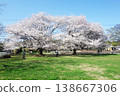 Cherry blossoms at the site of Musashi Kokubunji Temple (near the foundation stones) 138667306