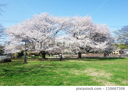 Cherry blossoms at the Musashi Kokubunji Temple ruins, 2026 (near the foundation stones) Cherry blossoms at the Musashi Kokubunji Temple ruins, 2026 (near the foundation stones) 138667306