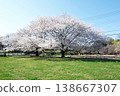 Cherry blossoms at the site of Musashi Kokubunji Temple (near the foundation stones) 138667307