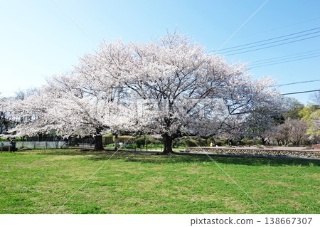 Cherry blossoms at the Musashi Kokubunji Temple ruins, 2026 (near the foundation stones) Cherry blossoms at the Musashi Kokubunji Temple ruins, 2026 (near the foundation stones) 138667307