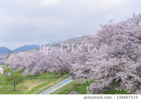 Cherry blossoms at Sewari Embankment in full bloom Cherry blossoms at Sewari Embankment in full bloom 138667319