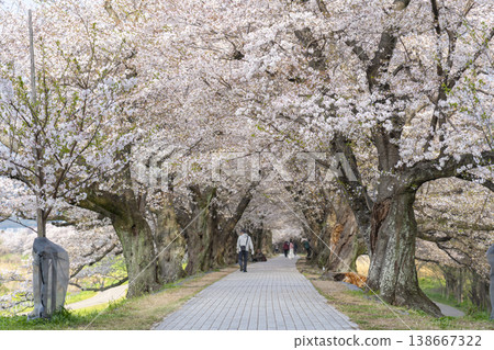 Cherry blossoms at Sewari Embankment in full bloom Cherry blossoms at Sewari Embankment in full bloom 138667322