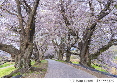 瀨割裡堤防櫻花盛開 瀨割裡堤防櫻花盛開 138667329
