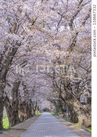 瀨割裡堤防櫻花盛開 瀨割裡堤防櫻花盛開 138667332