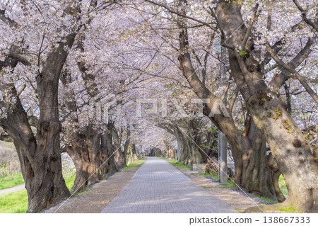 Cherry blossoms at Sewari Embankment in full bloom 138667333