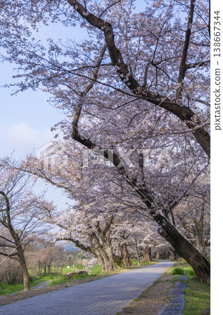 Cherry blossoms at Sewari Embankment in full bloom Cherry blossoms at Sewari Embankment in full bloom 138667344