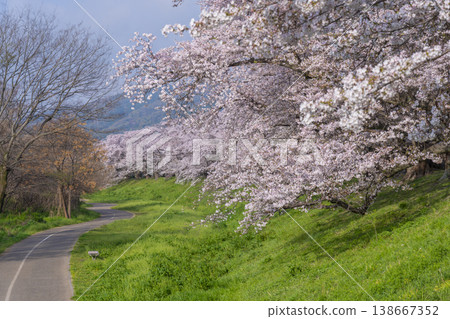 Cherry blossoms at Sewari Embankment in full bloom 138667352