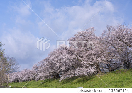 Cherry blossoms at Sewari Embankment in full bloom Cherry blossoms at Sewari Embankment in full bloom 138667354