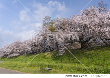 Cherry blossoms at Sewari Embankment in full bloom Cherry blossoms at Sewari Embankment in full bloom 138667356