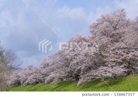 Cherry blossoms at Sewari Embankment in full bloom Cherry blossoms at Sewari Embankment in full bloom 138667357