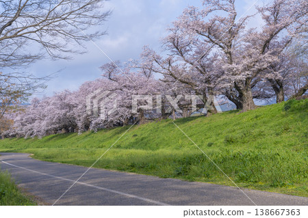 Cherry blossoms at Sewari Embankment in full bloom Cherry blossoms at Sewari Embankment in full bloom 138667363