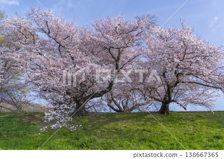 Cherry blossoms at Sewari Embankment in full bloom Cherry blossoms at Sewari Embankment in full bloom 138667365