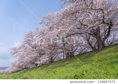 Cherry blossoms at Sewari Embankment in full bloom Cherry blossoms at Sewari Embankment in full bloom 138667373