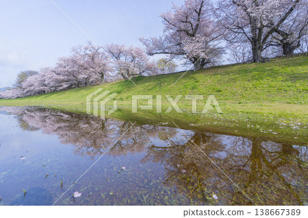 Cherry blossoms at Sewari Embankment in full bloom Cherry blossoms at Sewari Embankment in full bloom 138667389