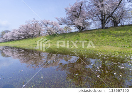 瀨割裡堤防櫻花盛開 138667390